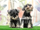 Irk Ve Sağlik Güvencesi̇yle Mi̇nyatür Schnauzer Yavrular