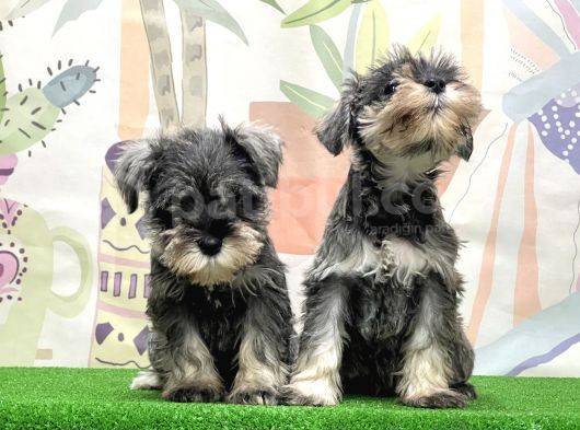 Irk Ve Sağlik Güvencesi̇yle Mi̇nyatür Schnauzer Yavrular görsel