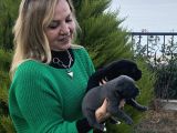 Dev Gibi Muhteşem Cane Corso Yavrularımız