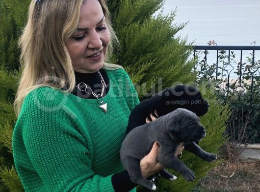 Dev Gibi Muhteşem Cane Corso Yavrularımız görsel