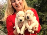Bebek yüzlü küt burunlu Golden retriever yavrularımız