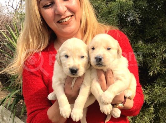 Bebek yüzlü küt burunlu Golden retriever yavrularımız