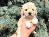 KORE KANI MUHTEŞEM YÜZ HATTINA SAHİP TOY POODLE