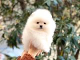 Kusursuz Karbeyaz Teacup Pomerani̇an