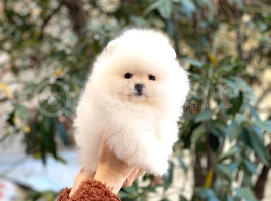 Kusursuz Karbeyaz Teacup Pomerani̇an görsel