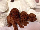 Poodle (Toy)Red Brown Erkek