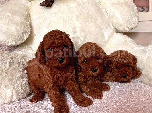 Poodle (Toy)Red Brown Erkek görsel