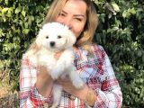 Pamuk gibi maltese terrier Yavrularımız