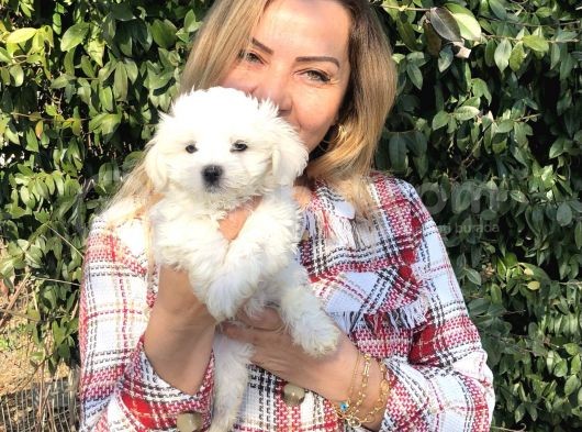 Pamuk gibi maltese terrier Yavrularımız