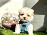 Maltese Mini Sevimli Yavrular