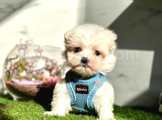 Maltese Mini Sevimli Yavrular görsel