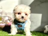Maltese Mini Sevimli Yavrular