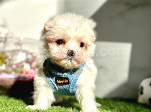 Maltese Mini Sevimli Yavrular görsel