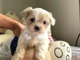 Orji̇nal Maltese Terri̇er