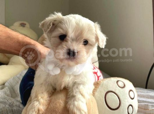 Orji̇nal Maltese Terri̇er görsel