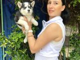 mavi gözlü Husky yavrularım sağlık ve ırk garantilidir