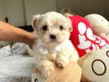 ORJİNAL MALTESE TERRİER