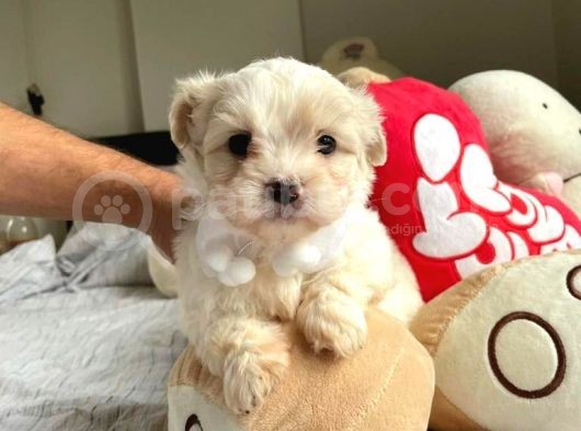 Orji̇nal Maltese Terri̇er