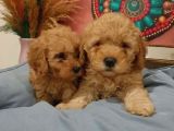 Kore Kani Muhteşem Yüz Hattina Sahi̇p Toy Poodle