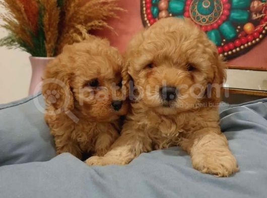 Kore Kani Muhteşem Yüz Hattina Sahi̇p Toy Poodle görsel
