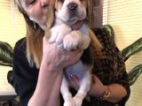 Üç Renk Harika Beagle Yavrularımız