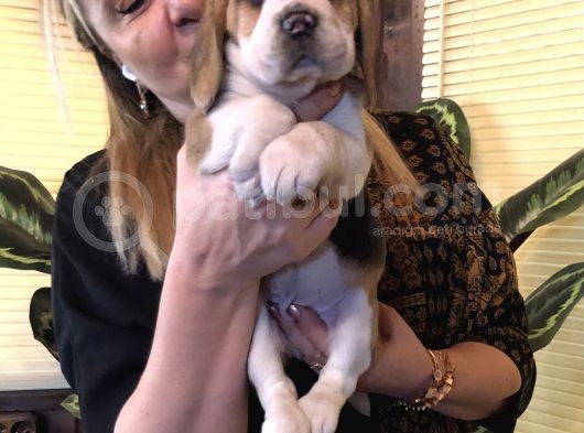 Üç Renk Harika Beagle Yavrularımız görsel