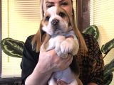 Üç renk harika beagle Yavrularımız