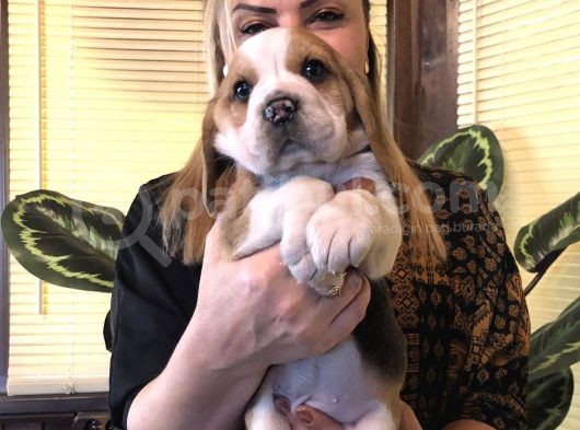 Üç renk harika beagle Yavrularımız