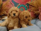 KORE KANI MUHTEŞEM YÜZ HATTINA SAHİP TOY POODLE