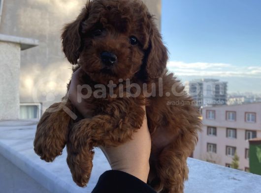 Ömür Boyu Irk Garantili Ev Doğumlu Poodle Bebekler