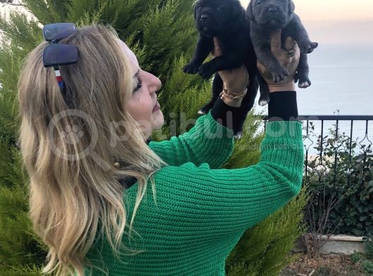 Dev Gibi Muhteşem Cane Corso Yavrularımız görsel