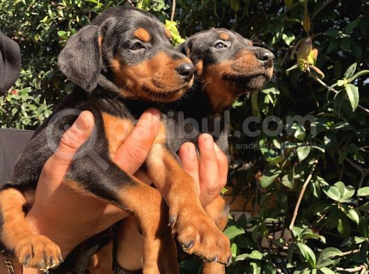 Muhteşem King Doberman Yavrularımız görsel