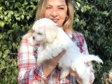 Pamuk Gibi Maltese Terrier Yavrularımız