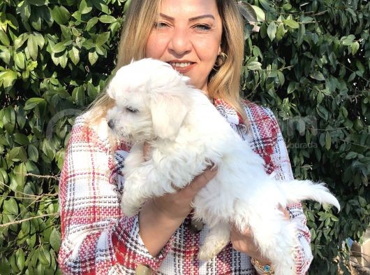 Pamuk Gibi Maltese Terrier Yavrularımız görsel