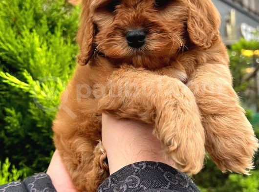 Kore Kani Show Kali̇te Toy Poodle Yavrularimiz görsel