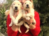 Bebek Yüzlü Küt Burunlu Golden Retriever Yavrularımız