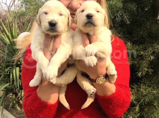 Bebek Yüzlü Küt Burunlu Golden Retriever Yavrularımız görsel