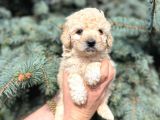 Kore Kani Muhteşem Yüz Hattina Sahi̇p Toy Poodle