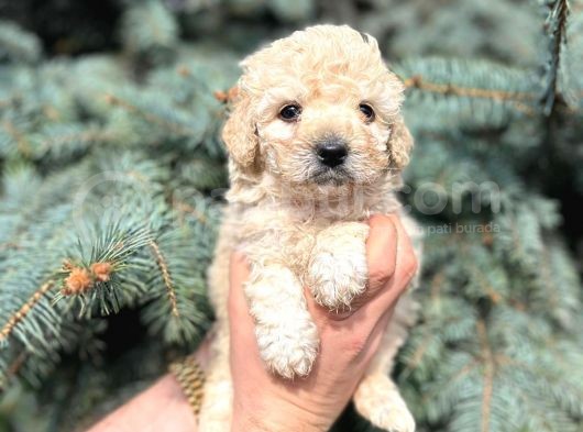 Kore Kani Muhteşem Yüz Hattina Sahi̇p Toy Poodle görsel