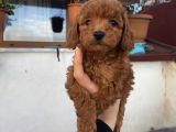Safkan Poodle Bebeklerimiz