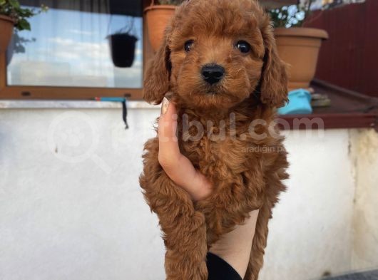 Safkan Poodle Bebeklerimiz görsel