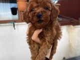 Safkan Poodle Bebeklerimiz