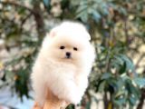 KUSURSUZ KARBEYAZ TEACUP POMERANİAN