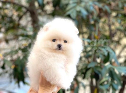 Kusursuz Karbeyaz Teacup Pomerani̇an