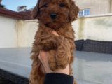 Safkan Poodle Bebeklerimiz