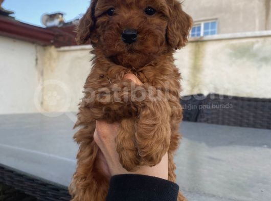 Safkan Poodle Bebeklerimiz görsel