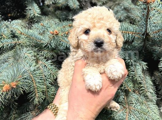 Muhteşem Güzelli̇kte Kore Kani Toy Poodle Yavrularimiz görsel