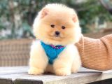 Krem Teddy Bear Pomerani̇an Boo