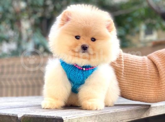 Krem Teddy Bear Pomerani̇an Boo görsel