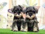 Irk Ve Sağlik Güvencesi̇yle Mi̇nyatür Schnauzer Yavrular